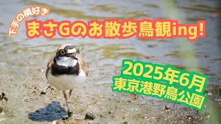 まさGのお散歩鳥観ing! 2025年6月 東京港野鳥公園