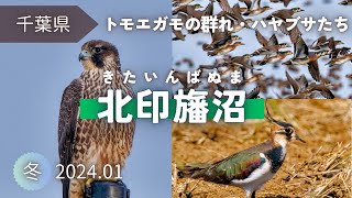【野鳥観察】トモエガモを仰ぐ冬の探鳥｜北印旛沼