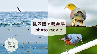 【野鳥観察】アオバトの群れやオオミズナギドリたち｜夏の大磯照ヶ崎海岸