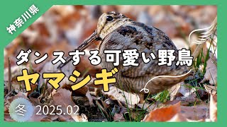 【野鳥観察】ヤマシギの擬態を見破る！ダンスしながら食事をする可愛い野鳥｜冬の里山