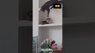 Hilarious Cat Fails You Can’t Stop Laughing At! 😂🐾#CatFails #FunnyCats #CatsOfYouTube #CatShorts