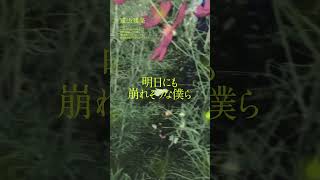 『違法建築』礼衣、ソロデビューシングル #礼衣 #違法建築 #リリックビデオ