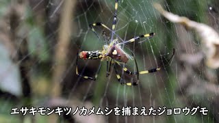 【クモの映像】エサキモンキツノカメムシを捕まえたジョロウグモ【レヂヲのいきもの図鑑 #ジョロウグモ #エサキモンキツノカメムシ #クモ 】