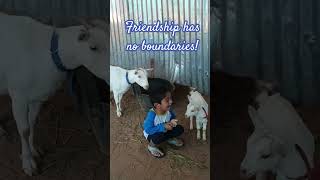 Friendship has no boundaries 💗 #baby #babygoats #cute #kids #kidspark #goat