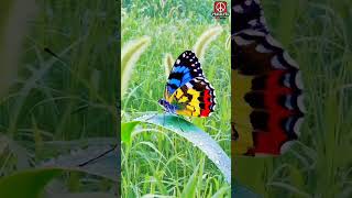 wow 🫠#amazing #motivation #instrumentalringtone #love #mobileringtone