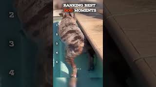 ranking best dog moments #funnydogs #top5