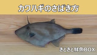 カワハギのさばき方