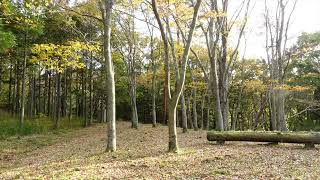 【自然音BGM】11月の森 　葉擦れ　鳥の声