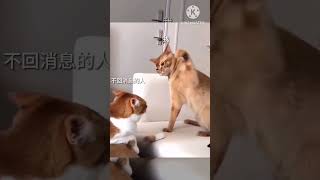 #viral #shorts #satisfying #funny