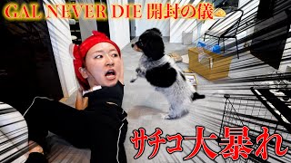 開封動画撮りたかったのに大暴走www【GAL NEVER DIE】