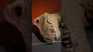 Dead T-rex - Dinosaur museum, Sydney, Australia