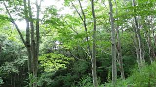 【自然音BGM】８月の森 　セミの合唱