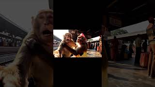 #LoveBeyondSpecies#AIMagic#UnseenLoveStory#MonkeyWithLove#VloggingGoals#AIComedyGold#EpicLoveJourney