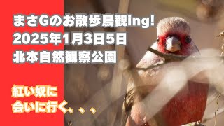 まさGのお散歩鳥観ing!2025年1月3日5日北本自然観察公園