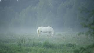 【Tales of Horses】Horse in the mist  霧の中の馬