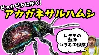 光り輝く美しい昆虫！アカガネサルハムシ【#昆虫 #自然観察 #いきもの】