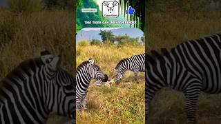 This Tiger Can Only Surrender🐯 #animalshorts #animals #forestsurvival #wildernesssurvival #survival