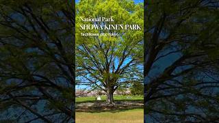 SHOWA KINEN PARK | National Park In Japan #japanesenature #tokyoactivity #tokyo #立川市 #昭和記念公園 #東京 #自然