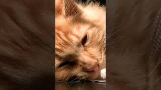 #sleepy video  #sleepyanimal #sleepBGM