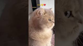 #husbandwife #husbandwifecomdy #husbandwifenokjhok #husbandwifejokes #husbandwifecomedyshortvideo