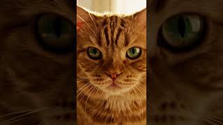 patience losing or what? #trending #petshub #drama