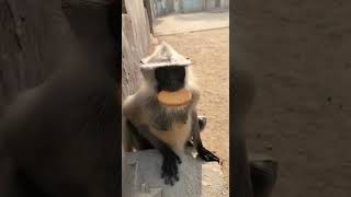 You met a hungry friend on the road 🐒✨ Watch this adorable monkey snack time #wildlife #nature #cute