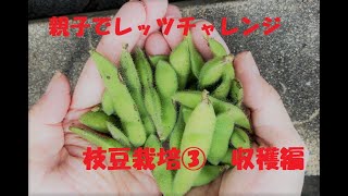 親子でレッツチャレンジ　プランターで枝豆栽培に挑戦！～収穫編～