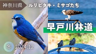 【野鳥観察】ルリビタキやミサゴたちと紅葉探鳥｜冬の早戸川林道