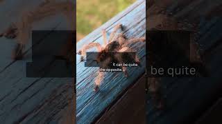 Think Twice Before Releasing House Spiders into the Wild!