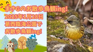 まさGのお散歩鳥観ing!2025年1月28日葛西臨海公園でお散歩鳥観ing!