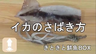 イカのさばき方