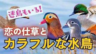 【野鳥観察】こうやってメスの気を惹く！可愛い求愛ダンスと絆の深め方｜街中の水辺でヨシガモやオシドリたち
