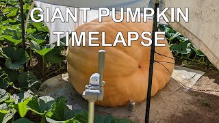 Giant Pumpkin Timelapse (1600 lbs and gaining 29 lbs a day)