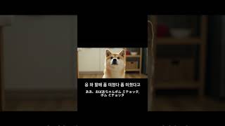 神業披露！柴犬が「ポムミチョッタ」で大絶賛する瞬間😂 #shorts Grandma's Skills are Insane! Shiba Uses K-Slang 'Pomu Michotta'