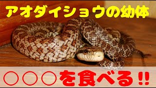 アオダイショウの食事