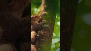 Meet the Forest Friends: A Magical Adventure!#ForestFriends #MagicalAdventure  #YouTubeShorts