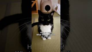 He grew up, but stayed adorable  #catsofyoutube #cutecat #uni