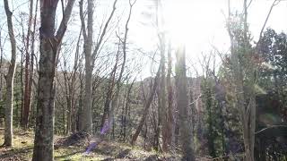 【自然音BGM】12月の森 　冬の森　鳥の声