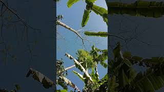 Relaksasi suasana alam di pagi hari dengan kicauan burung