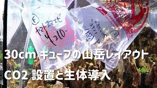 30cmキューブ水槽を山岳レイアウトで立ち上げ【Part.2】