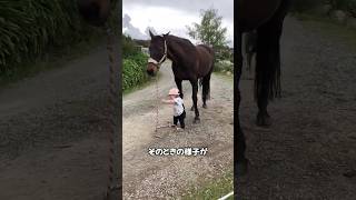 馬が少女を守る😊