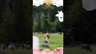 Learning About Cows!  #educationalkids #shorts