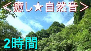 ＜癒し★自然音＞ ツクツクボウシ・ヒグラシが鳴く森林【2時間】セミの鳴き声【安らぎ・睡眠・勉強】