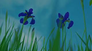 穏やかな曲6【ちょっぴり切ない癒しピアノ】作業用・勉強用BGM