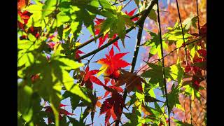 感激を求めて　「牛久自然観察の森」の紅葉　11月30日　茨城県牛久市