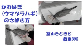 かわはぎ（ウマヅラハギ）のさばき方