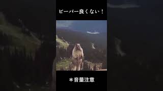 ビーバー良くない！#shorts