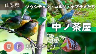 【野鳥観察】水場のコルリやミソサザイたち｜初秋の富士山中ノ茶屋