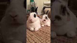 Try not to laugh! 😂 #funny #animalvideos #cute