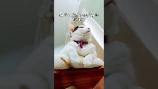 I hope you have a good day!  #mejane #wish #cat #catlover